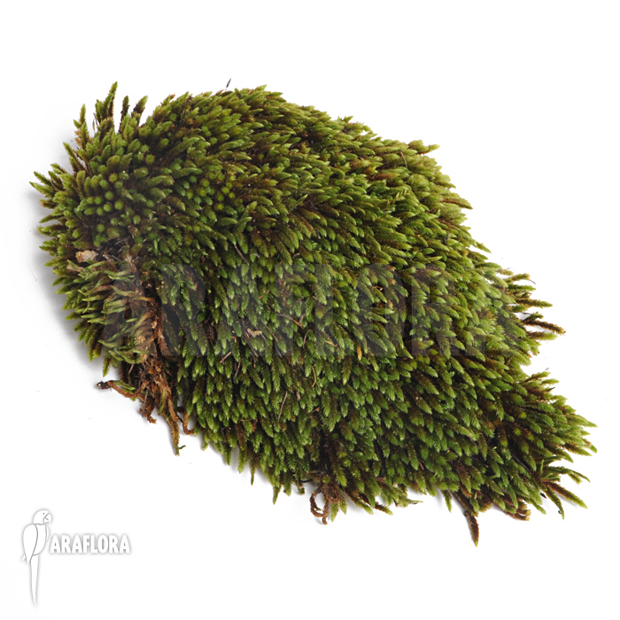 Hypnum moss