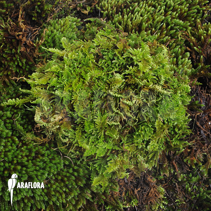 Hypnum moss