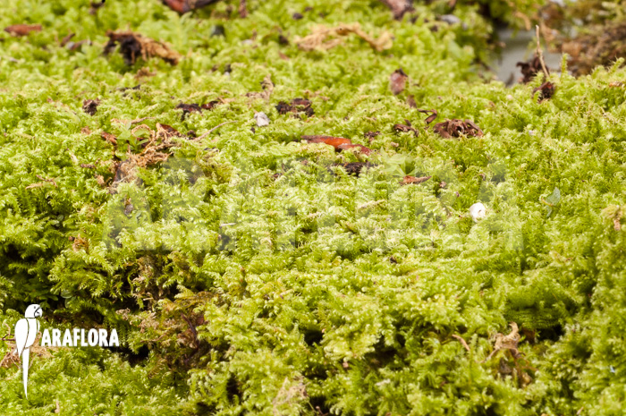 Hypopterygium species