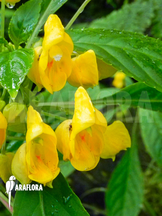 Impatiens auricoma