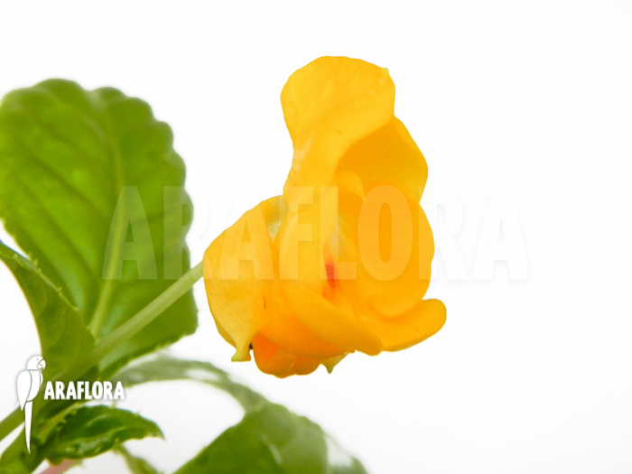 Impatiens auricoma