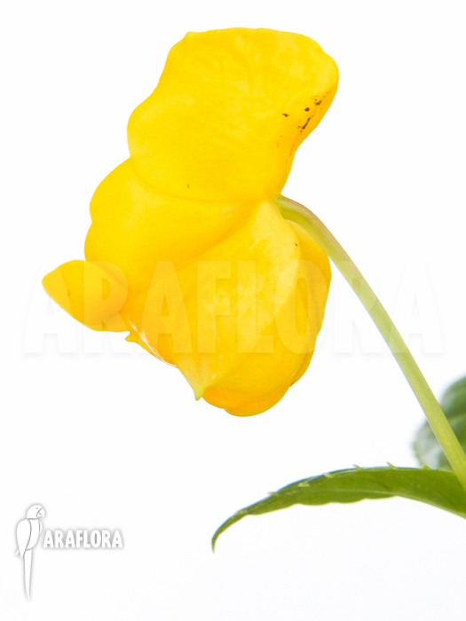 Impatiens auricoma flower
