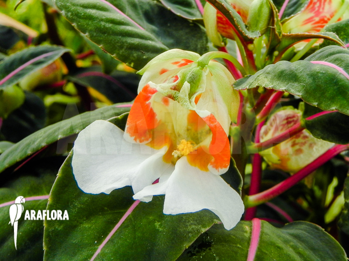 Impatiens morsei