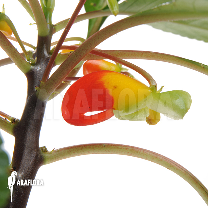 Impatiens niamniamensis