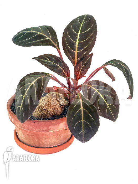 Impatiens phengklaii ‘L’