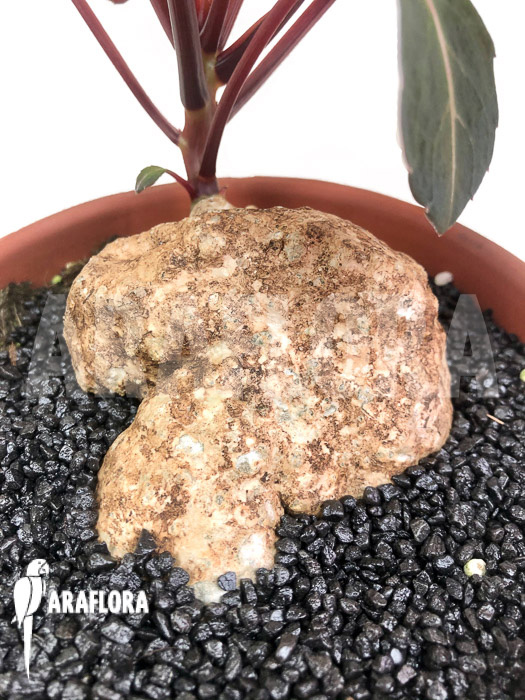 Impatiens phengklaii ‘L’