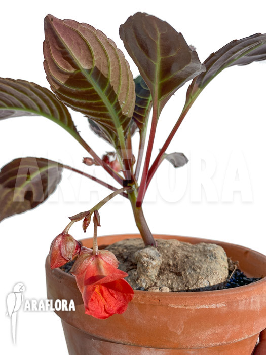 Impatiens phengklaii ‘L’