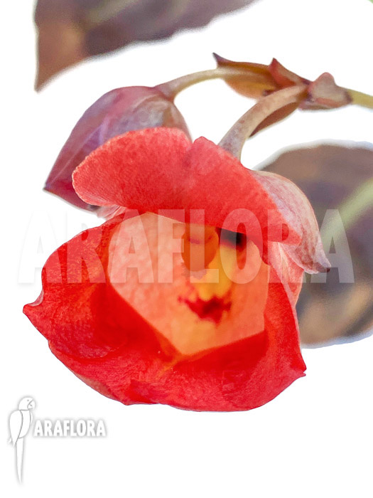 Impatiens phengklaii ‘M’