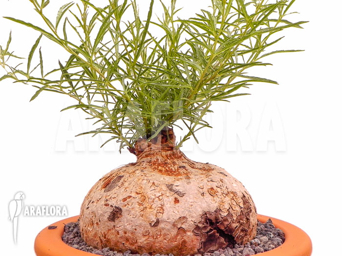 Ipomoea bolusiana XL