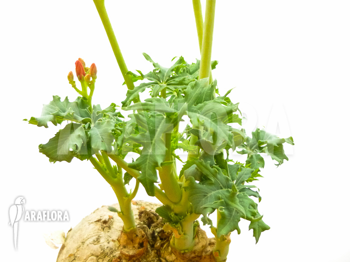 Jatropha berlandieri