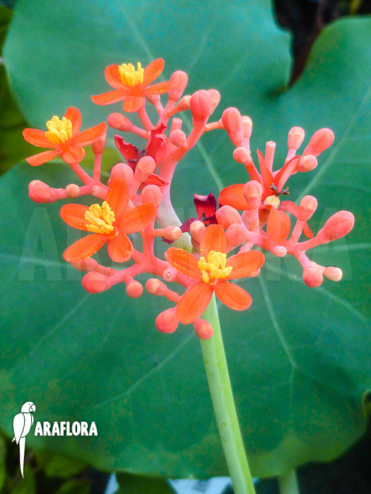 Jatropha podagrica