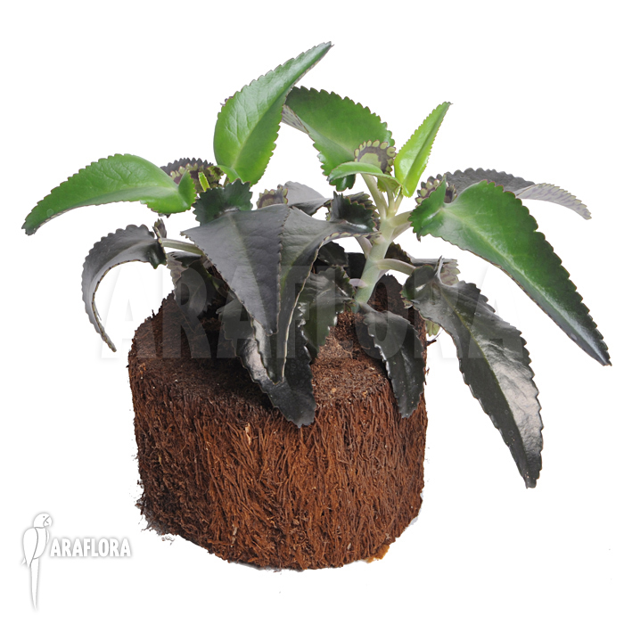 Kalanchoe daigremontiana