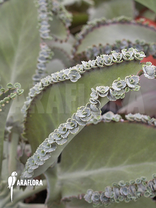 Kalanchoe daigremontiana