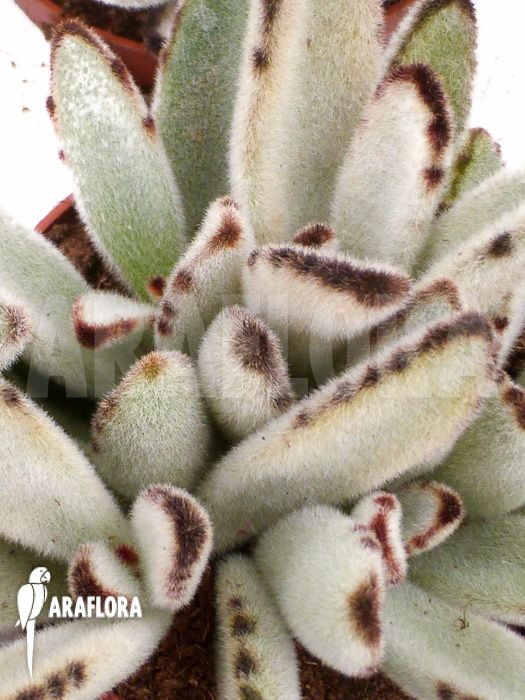 Kalanchoe tomentosa