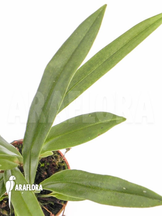 Kefersteinia graminea