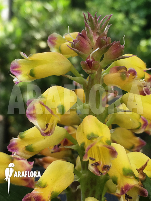 Lachenalia hybrid yellow
