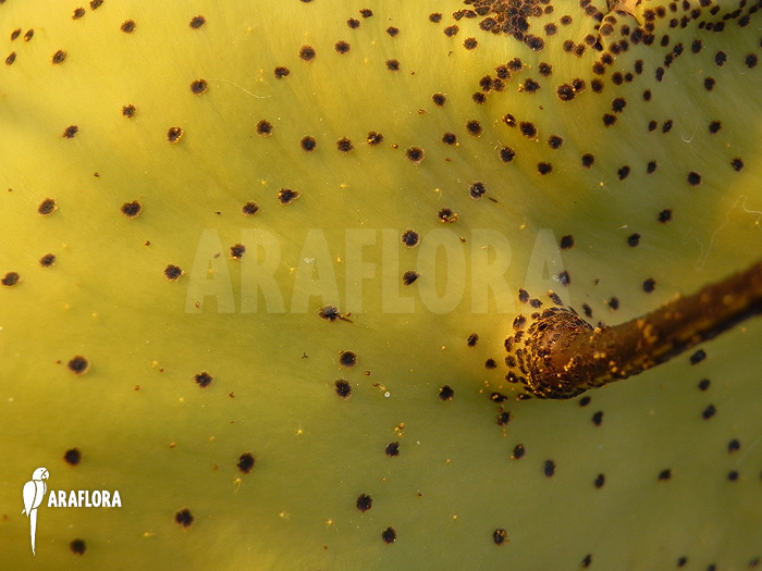 Lecanopteris mirabilis