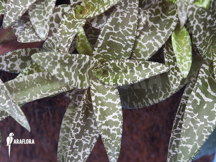 Ledebouria ‘Scilla’ pauciflora small