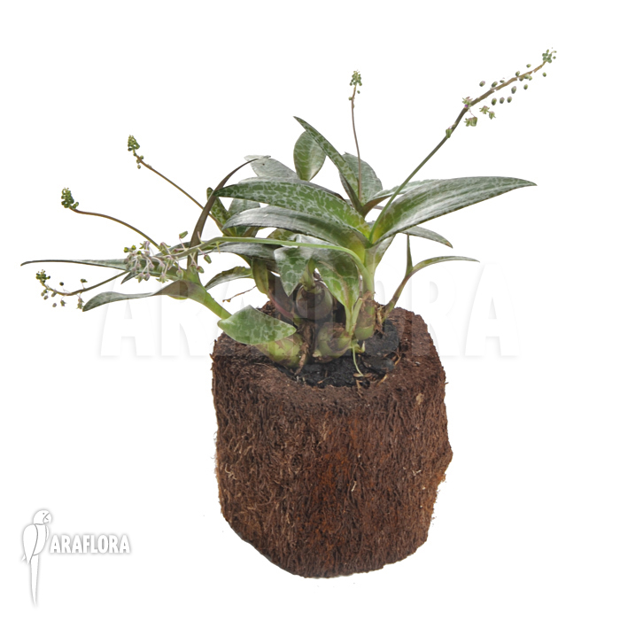 Ledebouria ‘Scilla’ pauciflora small