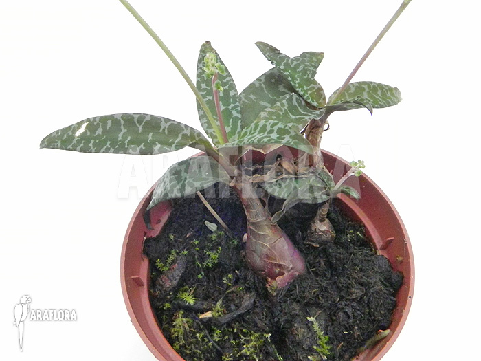 Ledebouria &lsquo;Scilla&rsquo; pauciflora small