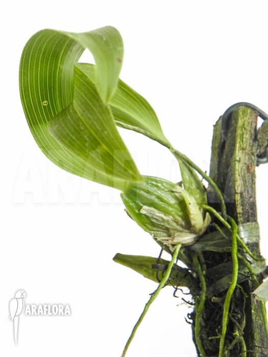 Lemboglossum ehrenbergii