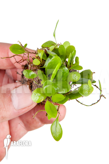 Lemmaphyllum microphyllum “Starter”