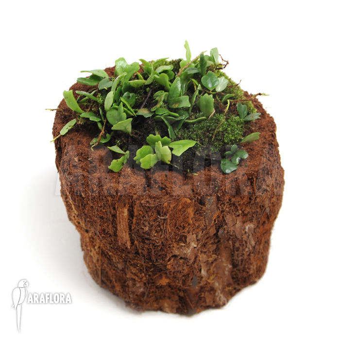 Lemmaphyllum microphyllum heart mini