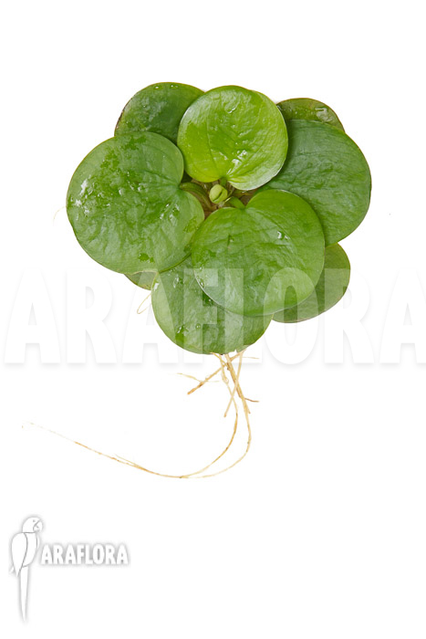 Limnobium laevigatum