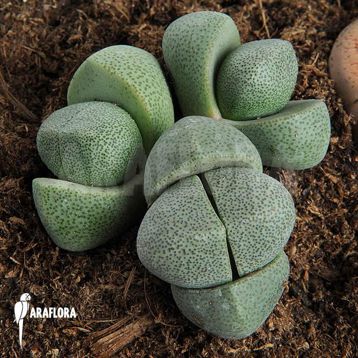 Lithops comptonii &lsquo;Living stones&rsquo;