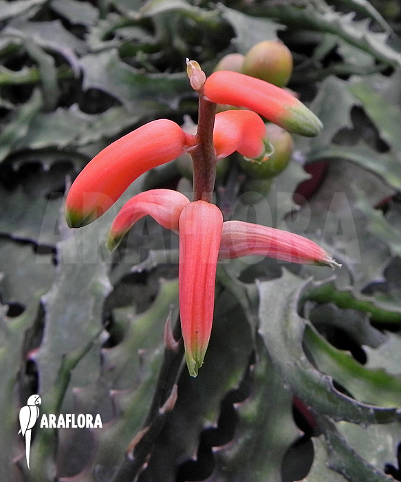 Lomatophyllum prostratum