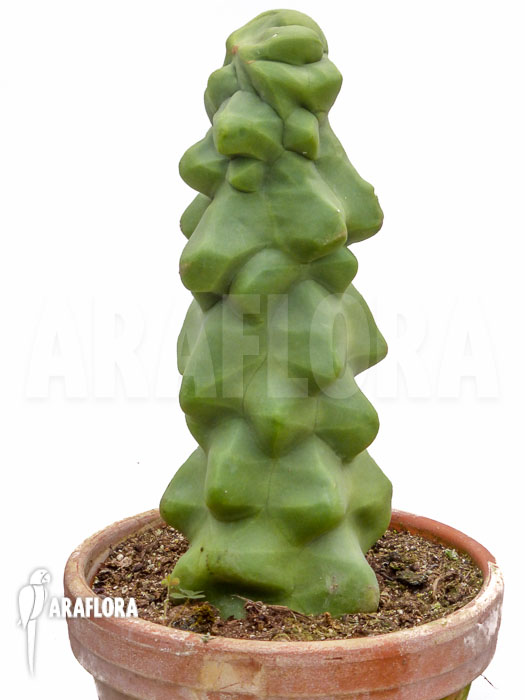 Lophocereus schottii monstrose