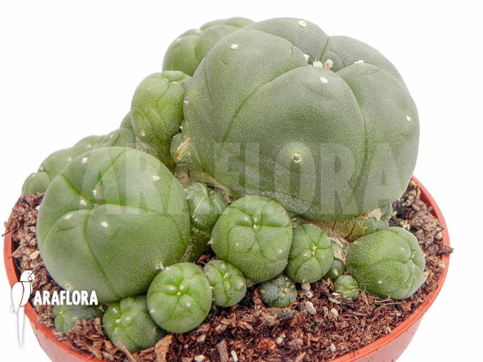 Lophophora williamsii ‘M’