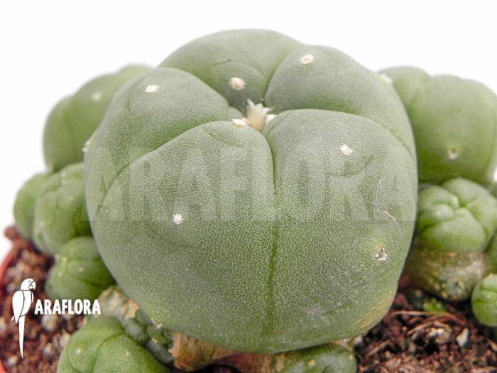 Lophophora williamsii ‘M’