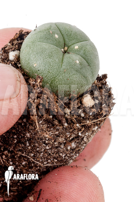 Lophophora williamsii ‘S’