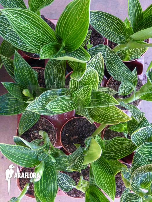 Ludisia discolor ‘Alba’