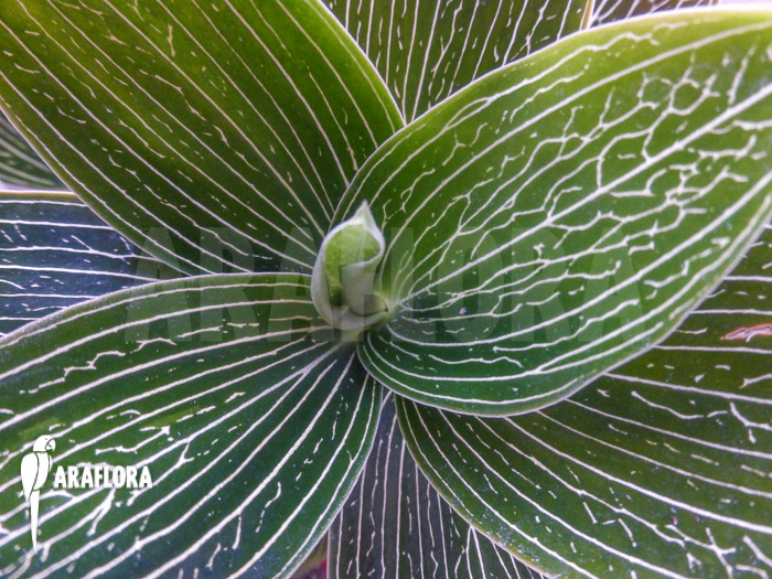 Ludisia discolor ‘Alba’