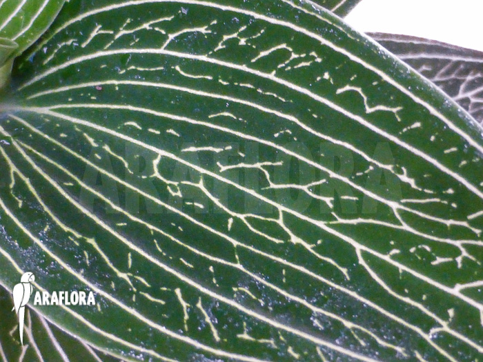 Ludisia discolor ‘Alba’