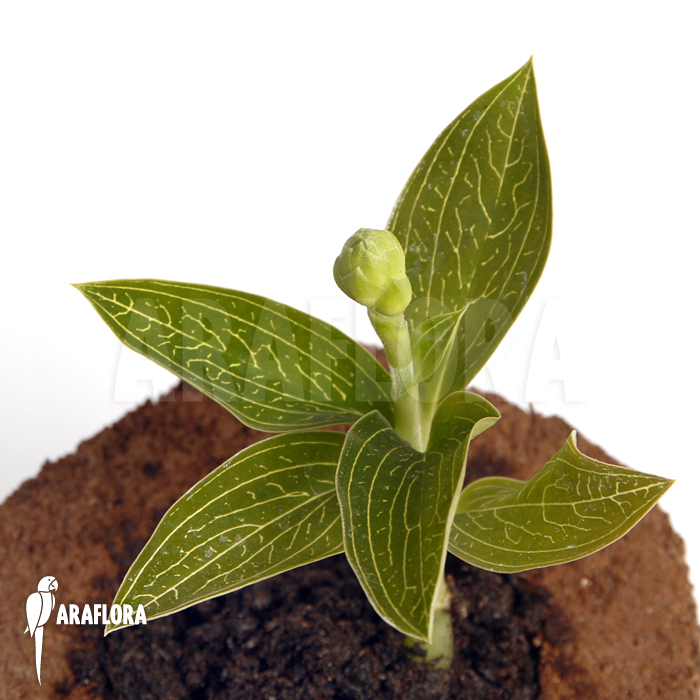 Ludisia discolor ‘Alba’