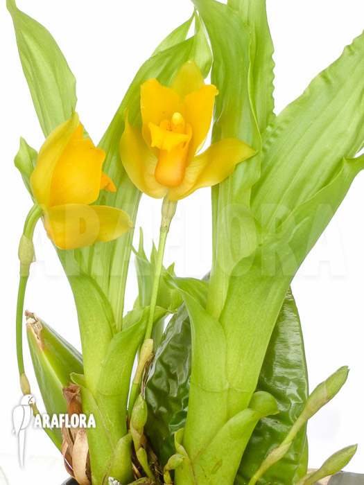 Lycaste cruenta x aromatica