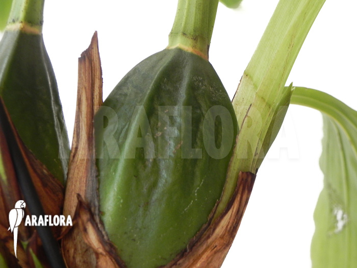 Lycaste skinneri ‘White’
