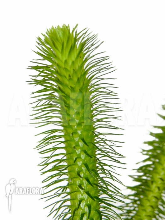 Huperzia ‘Lycopodium’ squarrosum ‘Bali’