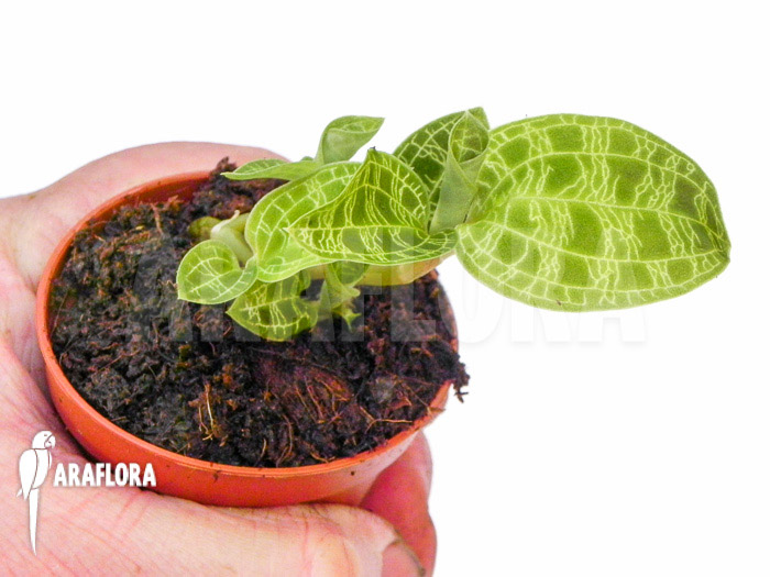 Macode petola ‘Starter’