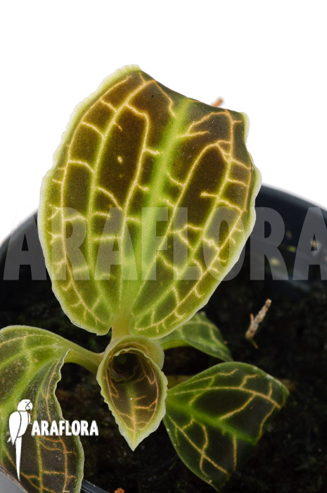 Macodes sanderiana ‘S’