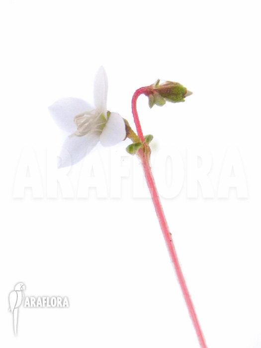 Macrocentrum droseroides