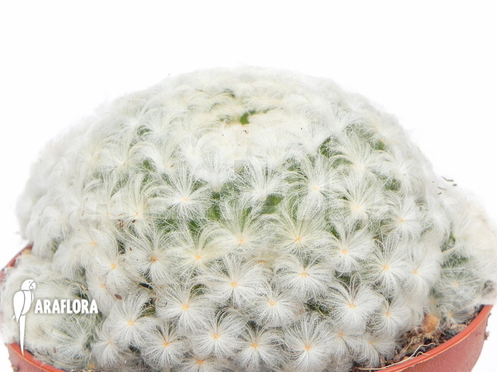 Mammillaria plumosa