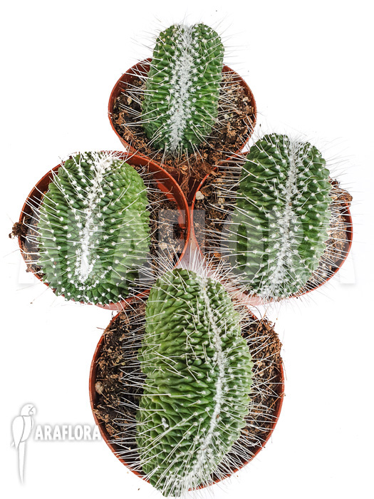 Mammillaria spinosissima ‘un pico cristata’