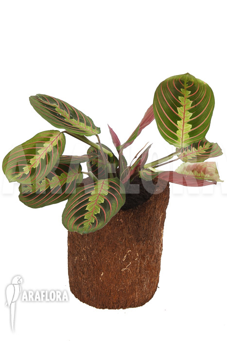 Maranta leuconeura var &lsquo;Fascinator&rsquo;