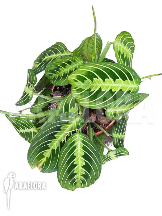 Marantha &lsquo;Lemon lime&rsquo;