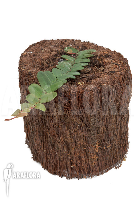 Marcgravia sintenisii ‘Starter’