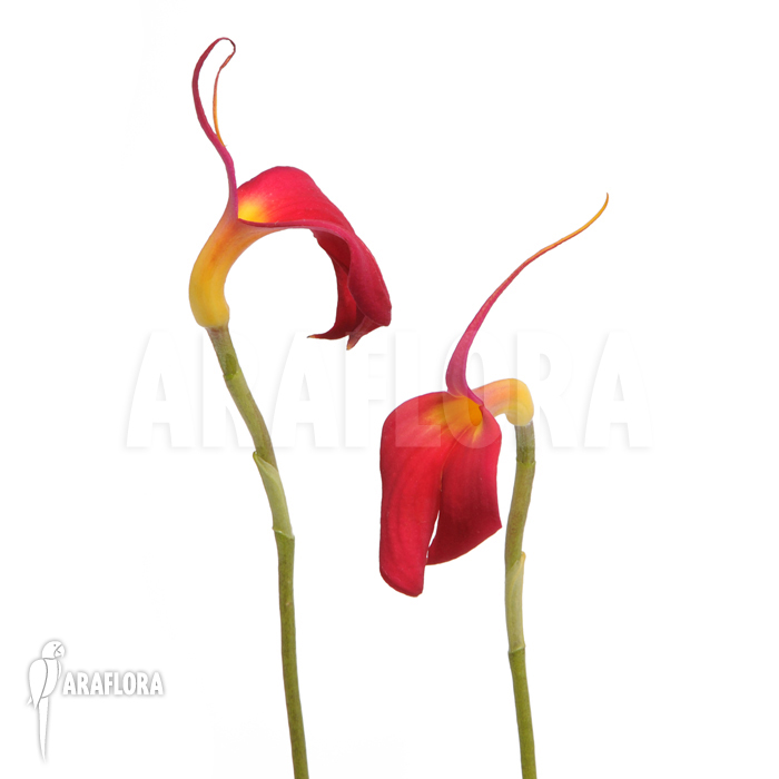 Masdevallia coccinea
